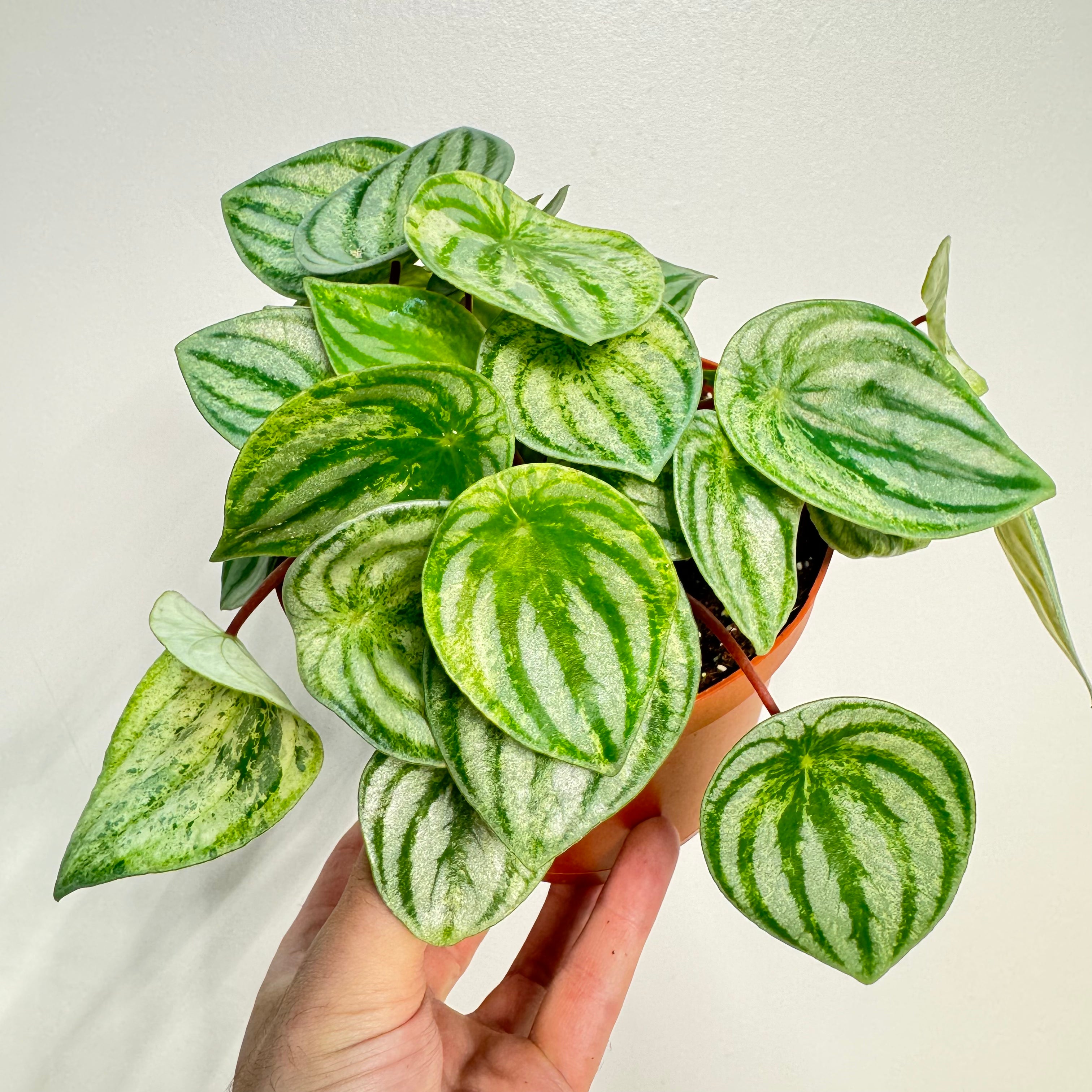 Peperomia Harmony&