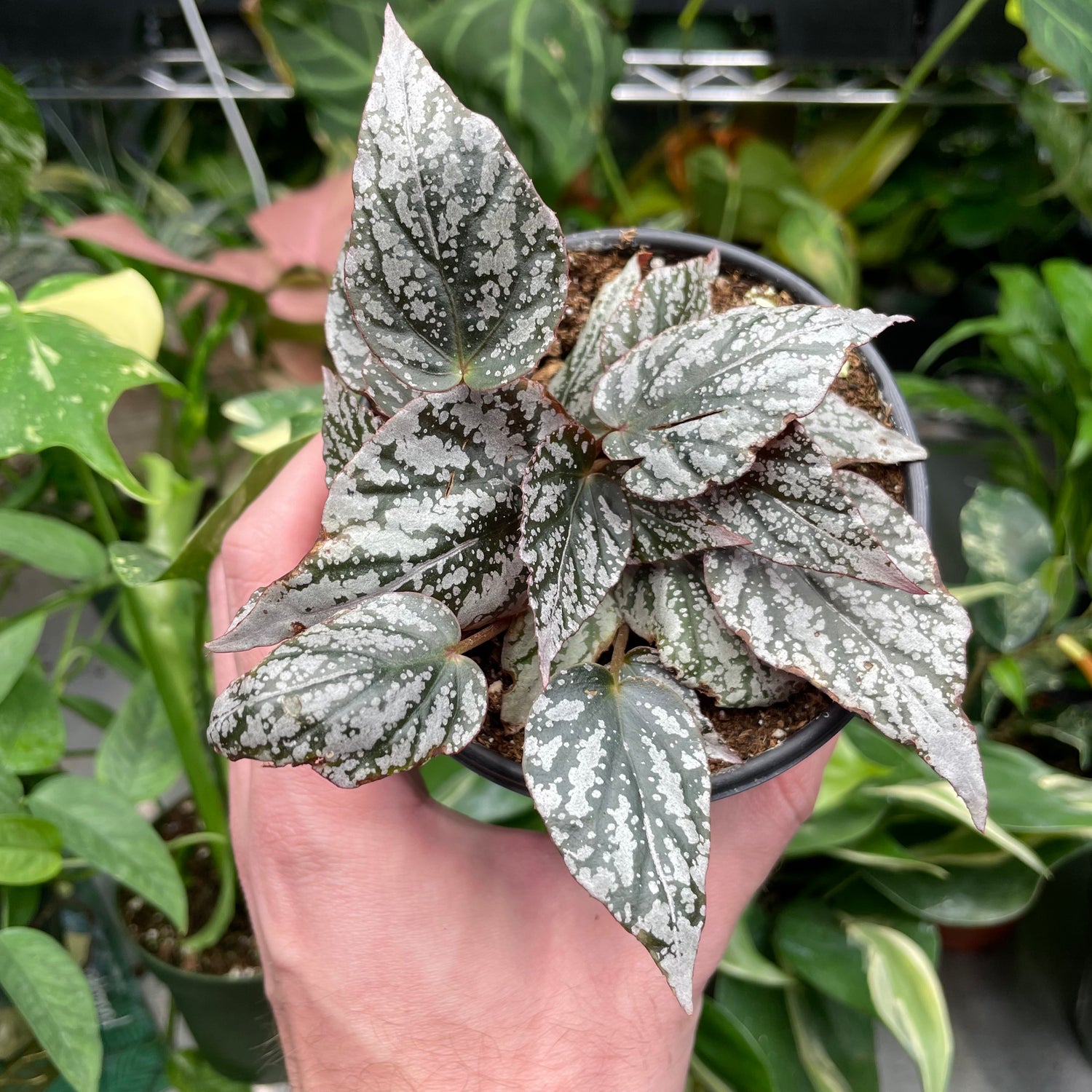 Begonia Rex Silver Splash