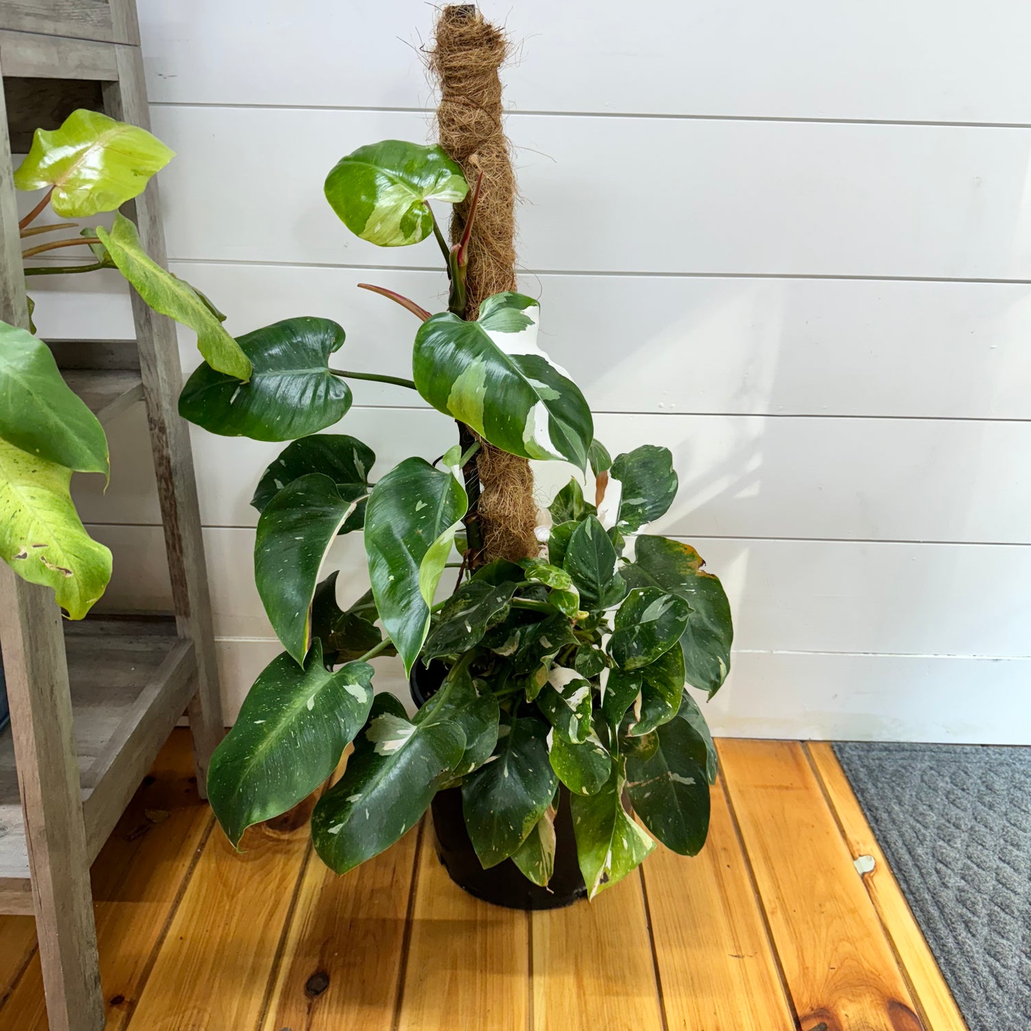 Philodendron White Princess