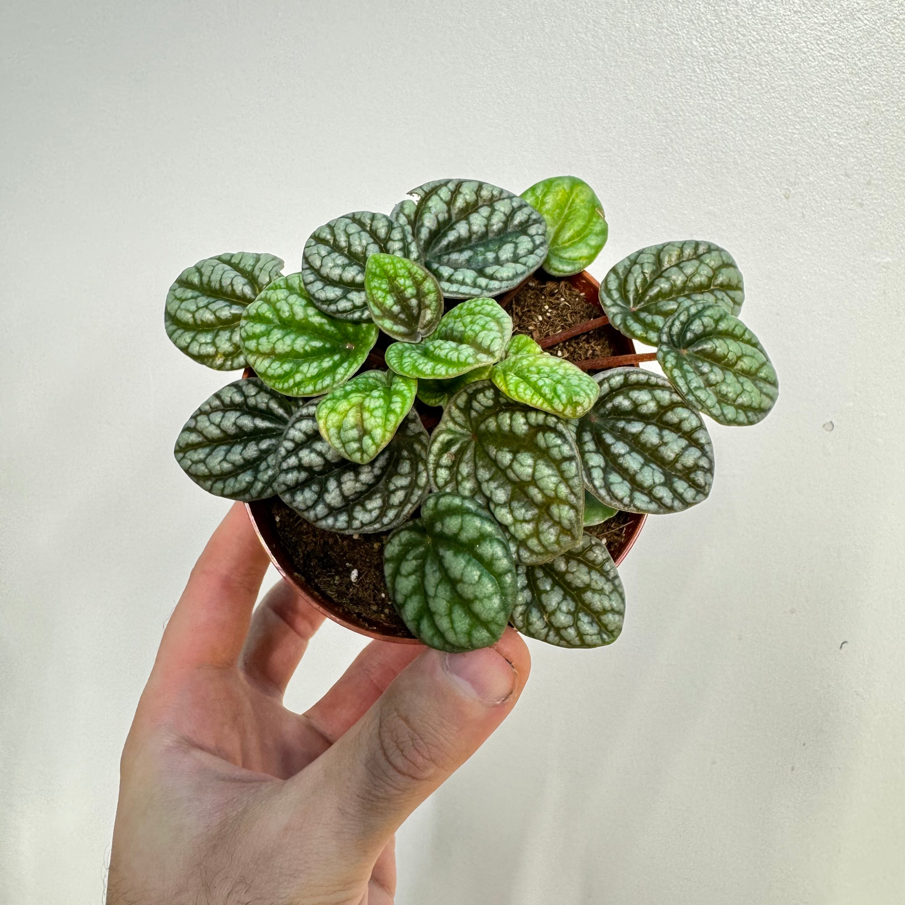 Peperomia Burbella