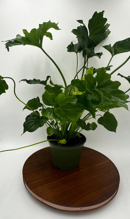 Philodendron Selloum Hope