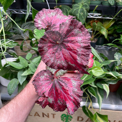 Begonia Rex Curly Purple