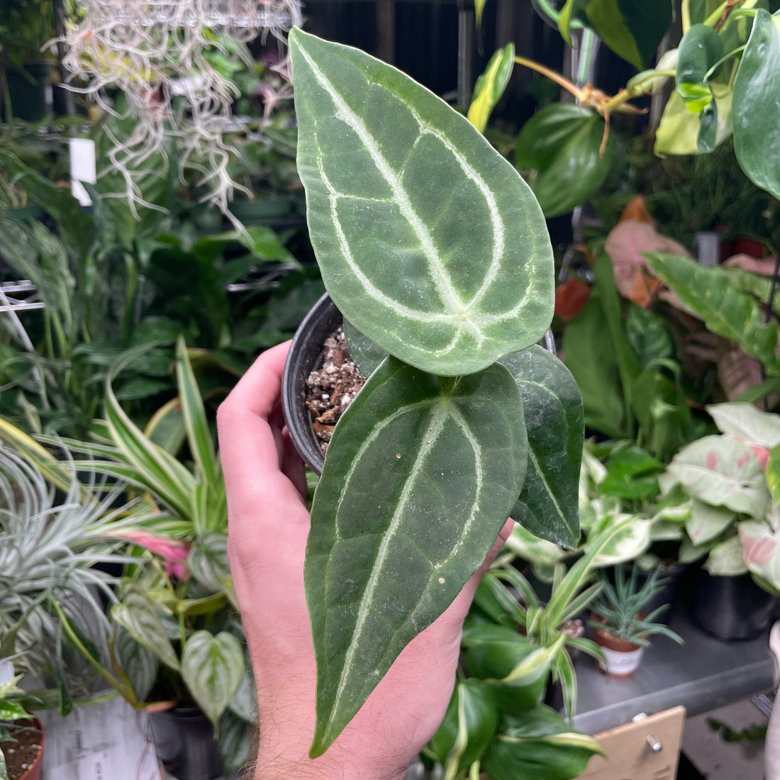 Anthurium Blue Velvet X Green Papillilaminum