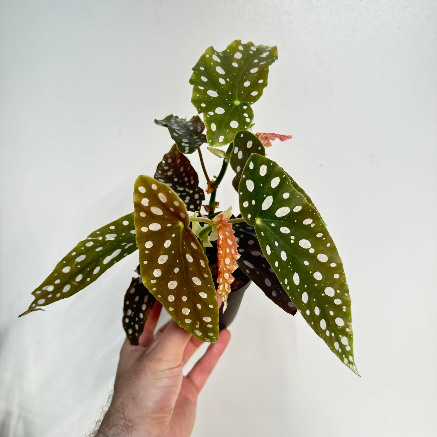 Begonia Maculata