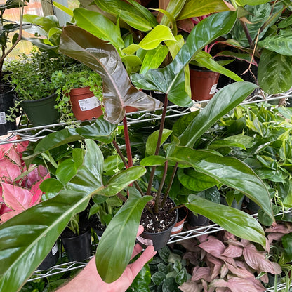 Philodendron Florida Bronze