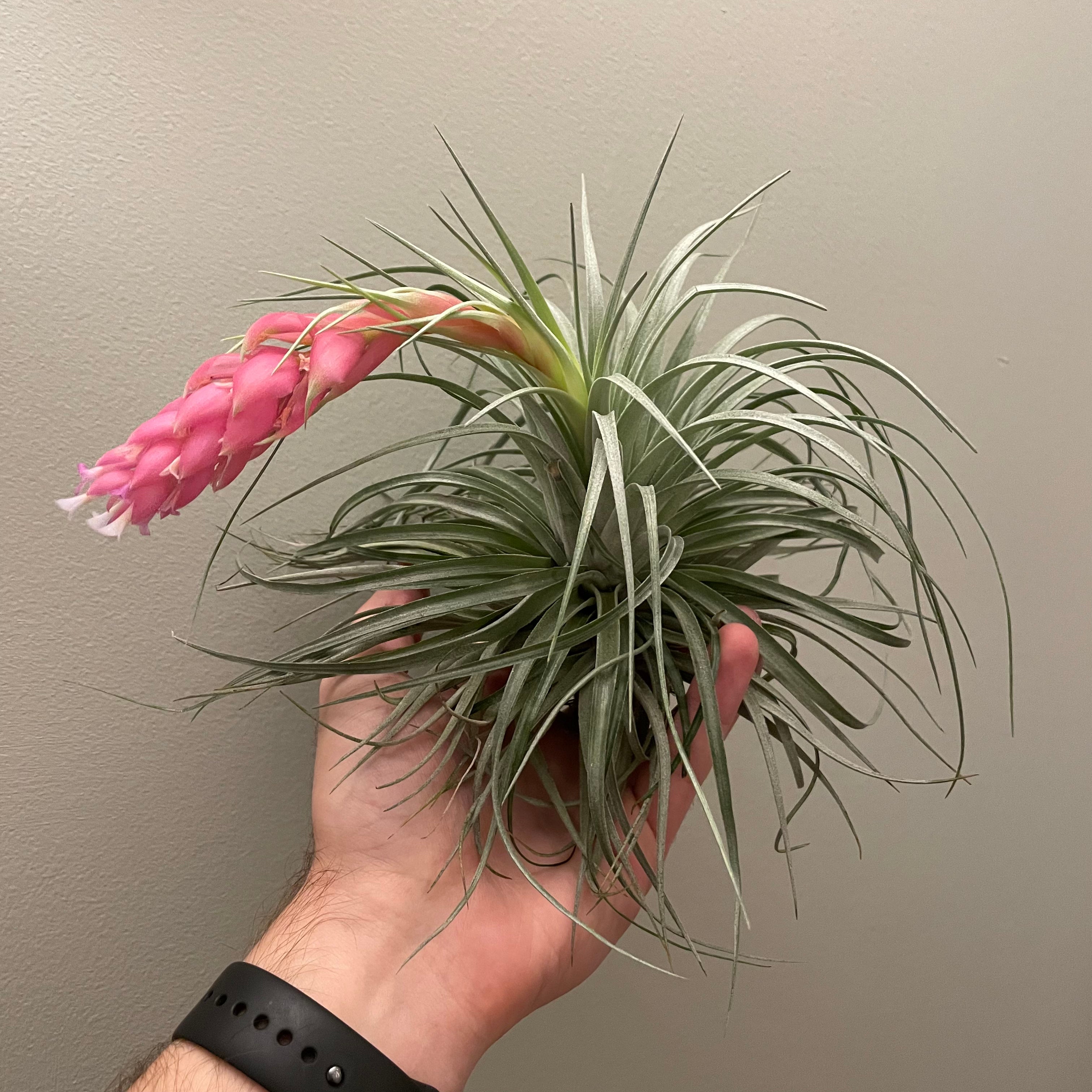 Cotton Candy Hybrid Air Plant