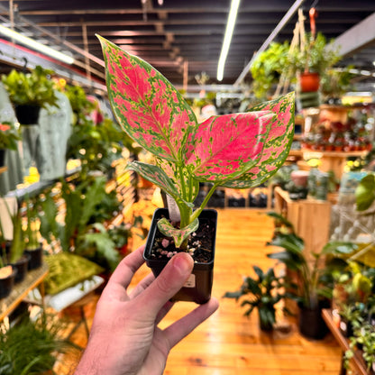 Aglaonema Red Valentine