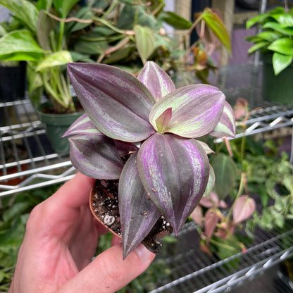 Tradescantia Zebrina