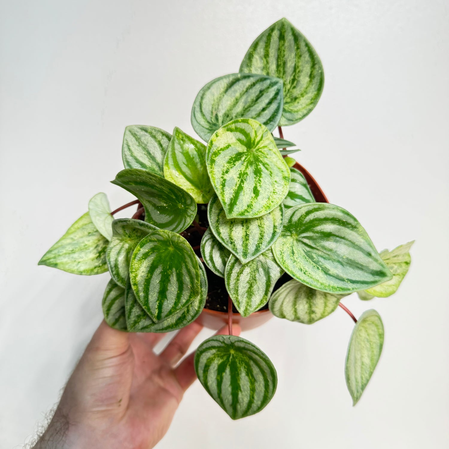 Peperomia Harmony&