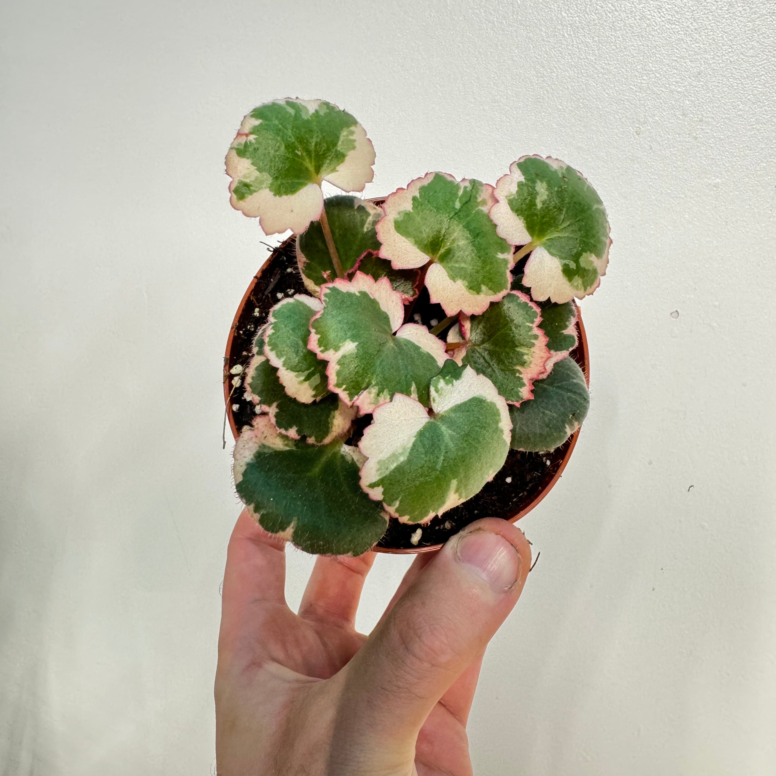 Begonia Strawberry Variegated