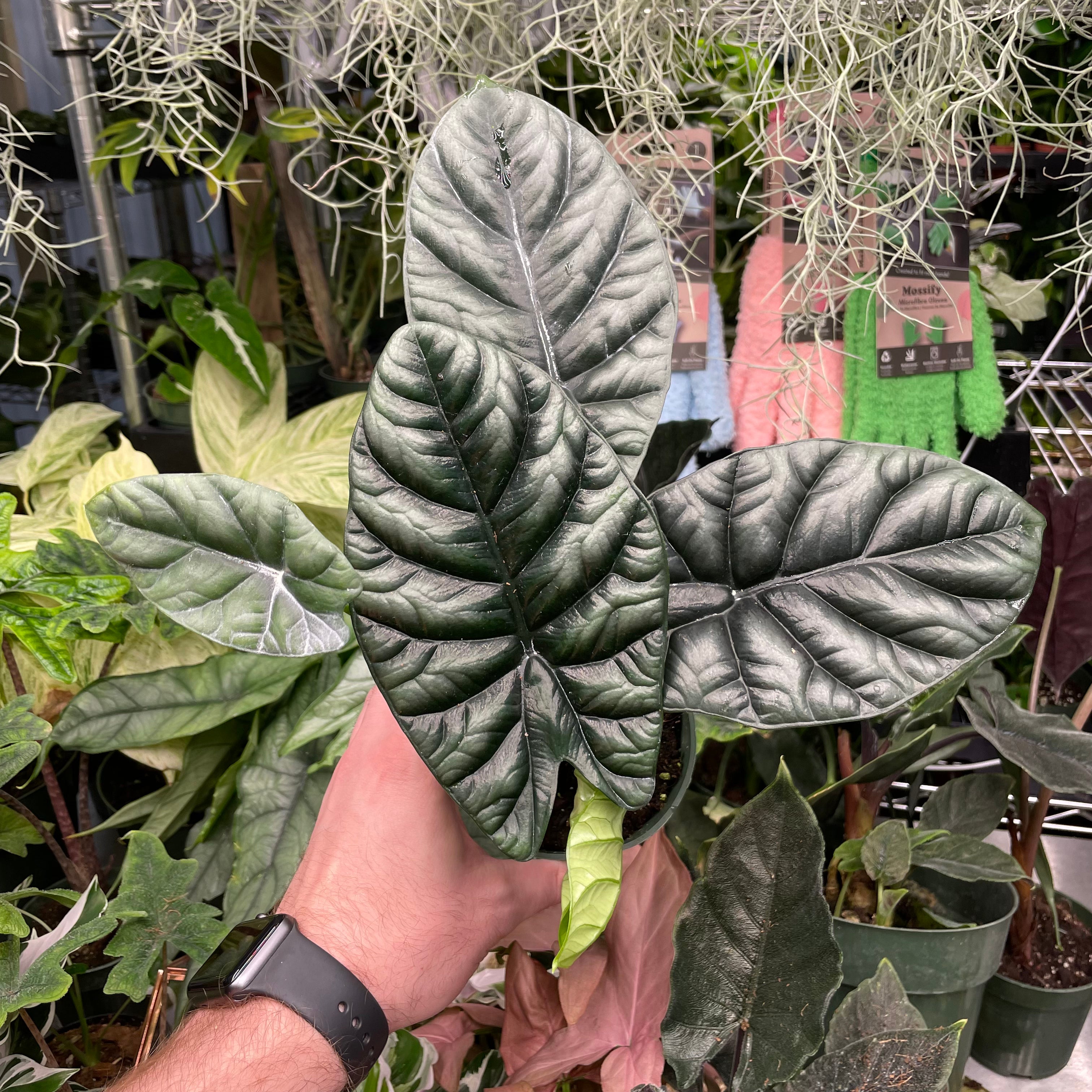 Alocasia Sinuata