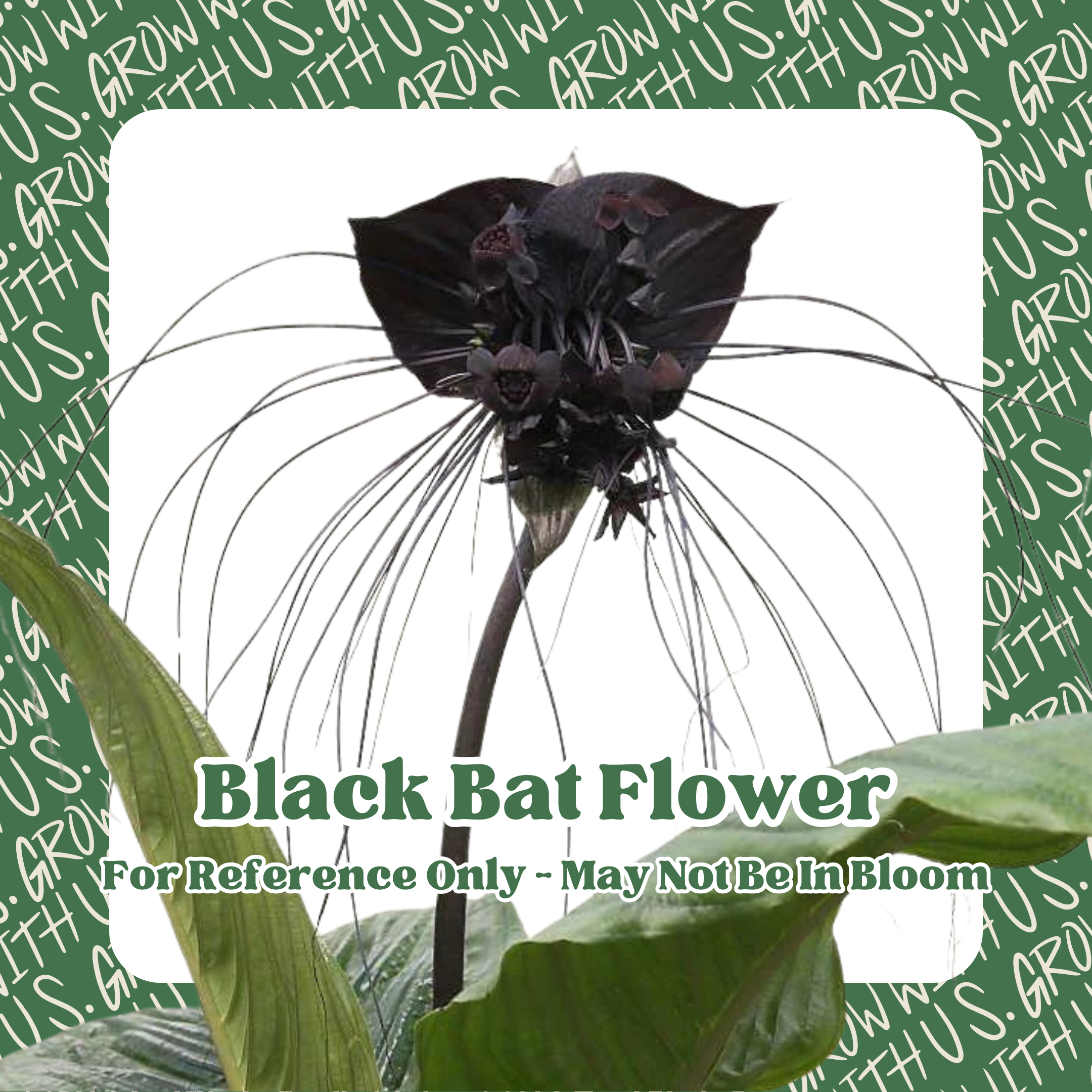 Tacca Chantrieri ‘Black Bat’