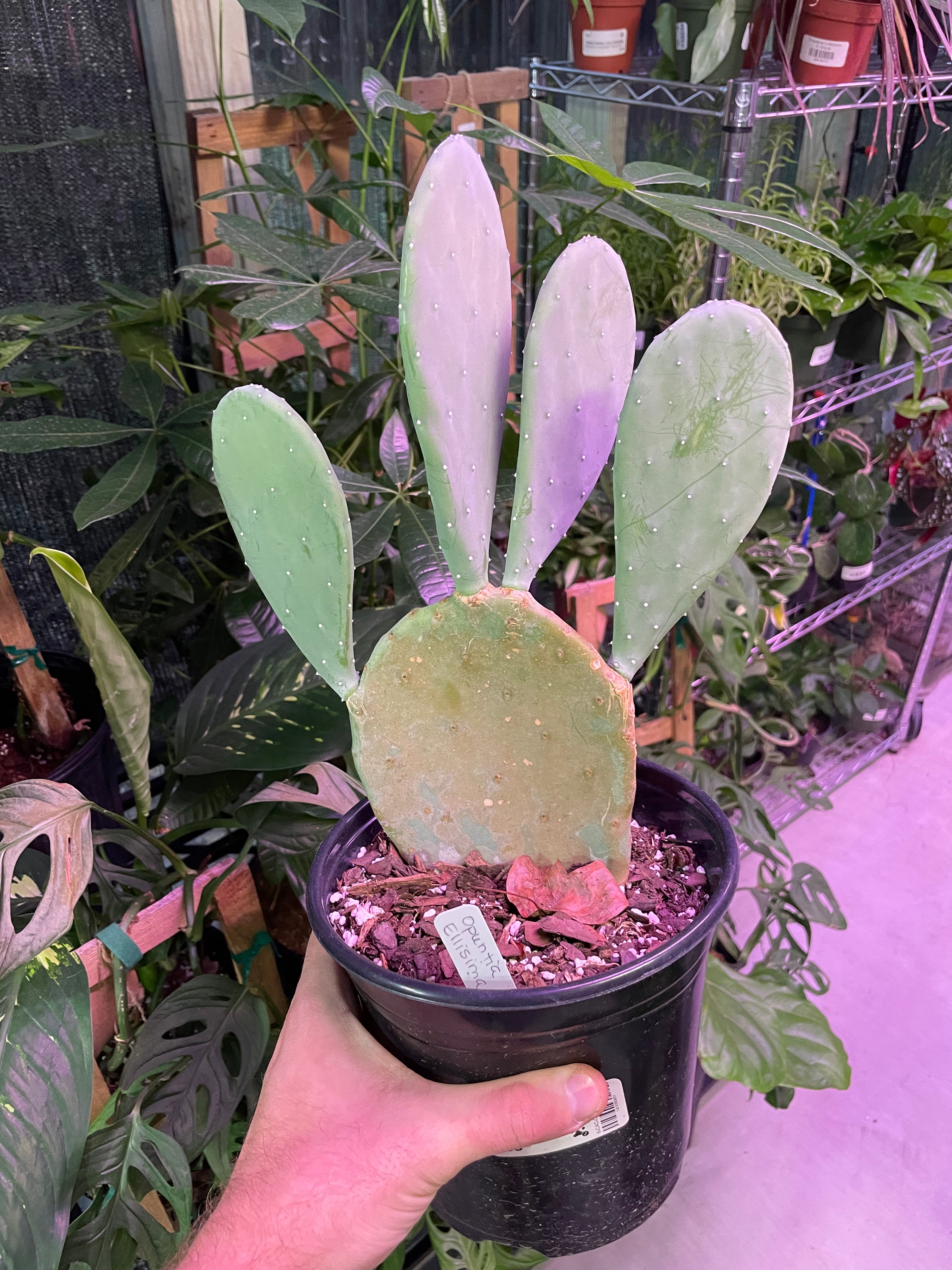 Opuntia Ellisiana