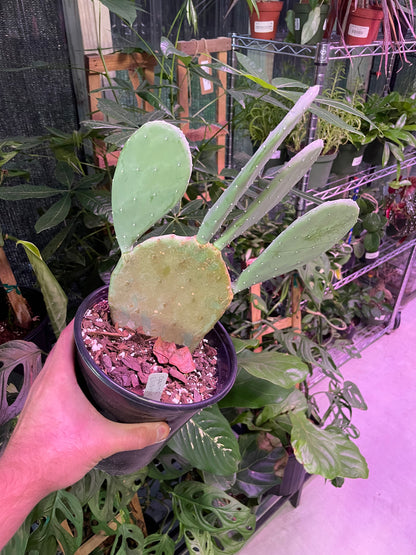 Opuntia Ellisiana