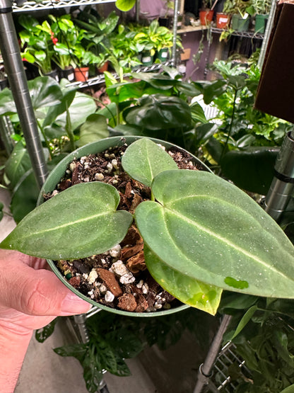 Anthurium Skg Crystallinum x Besse Aff