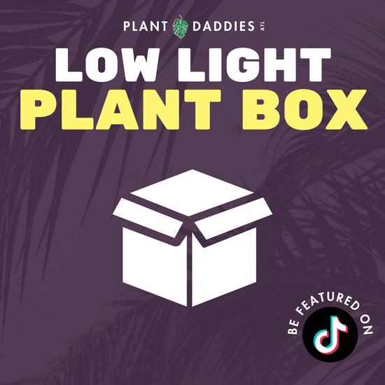 Low Light Plant Box