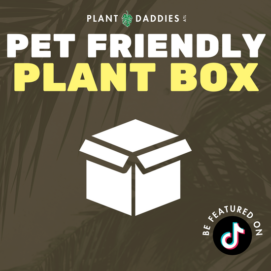 Pet Friendly Plant Box