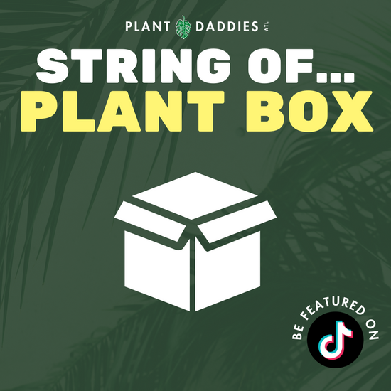 String of… Plant Box