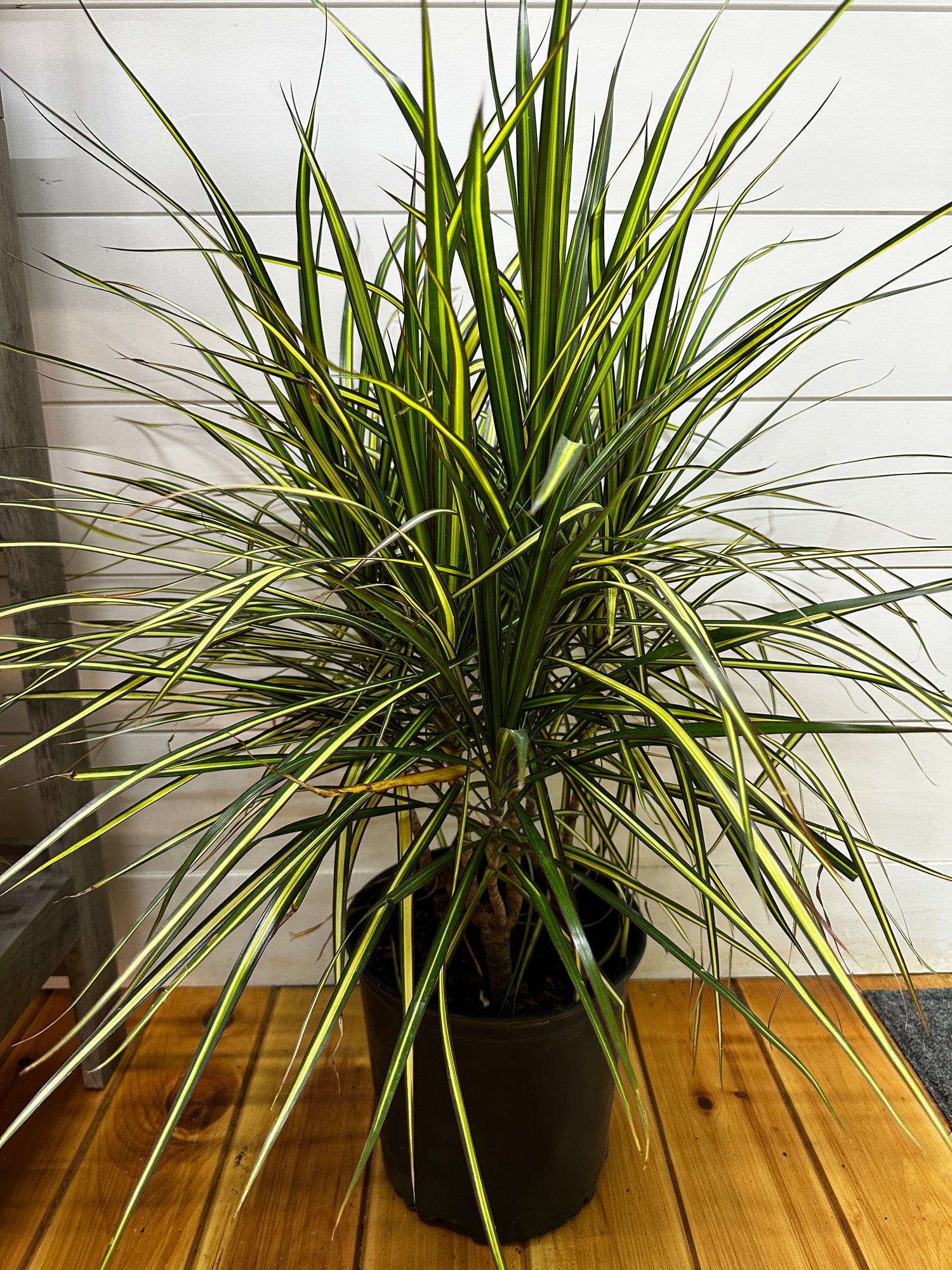 Dracaena Kiwi Bush