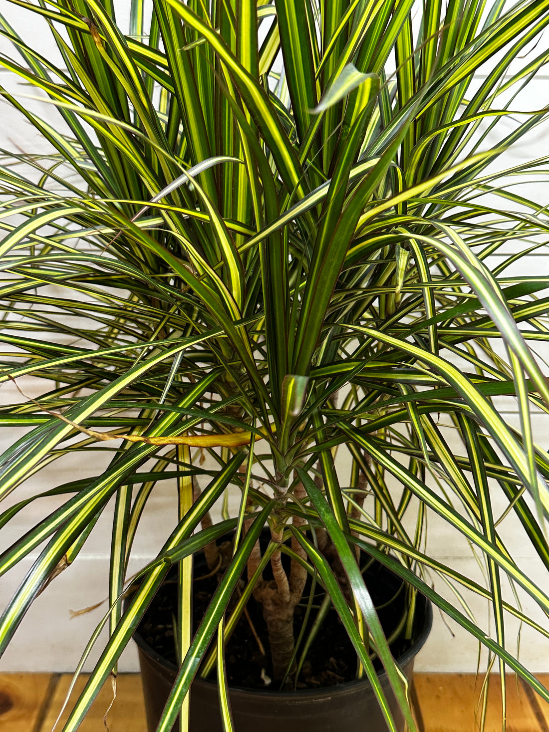 Dracaena Kiwi Bush