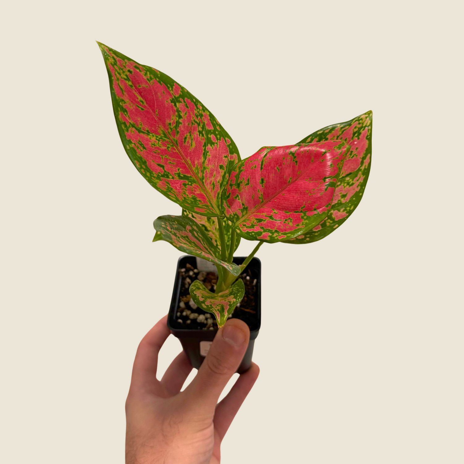 Aglaonema Red Valentine