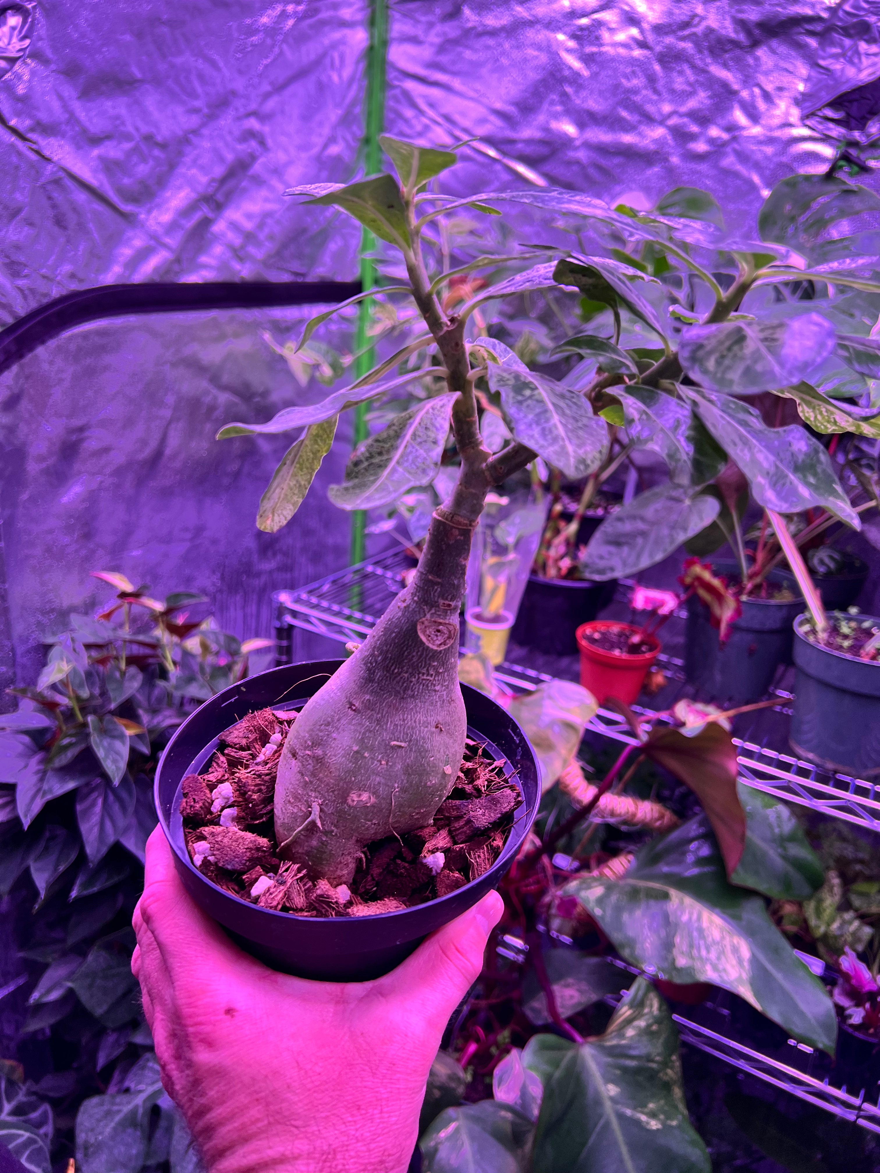 Adenium Variegated Desert Rose