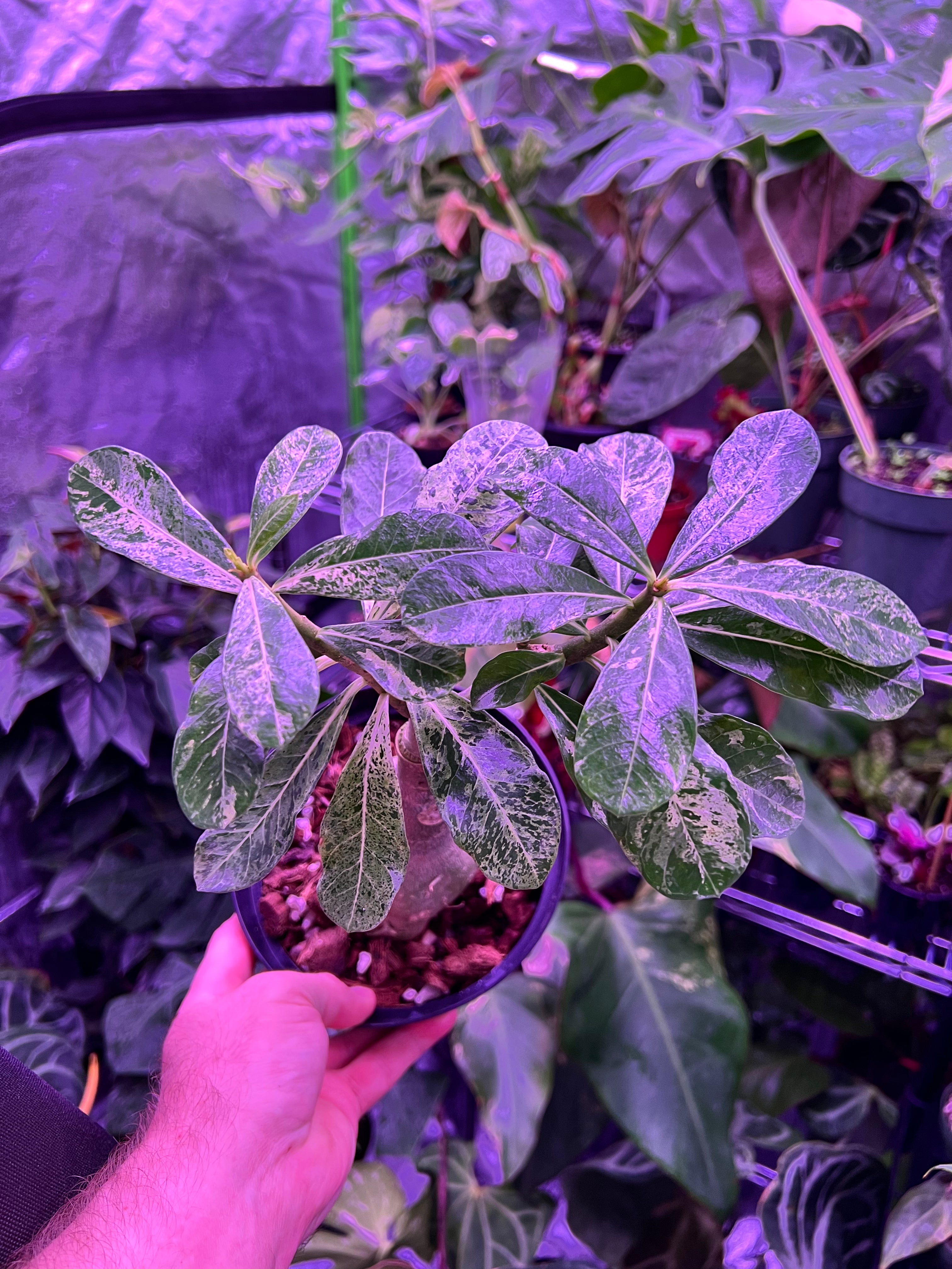 Adenium Variegated Desert Rose