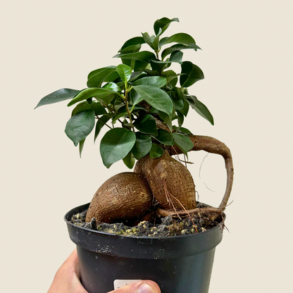 Ficus Ginseng