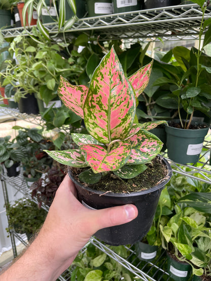 Aglaonema Lady Valentine