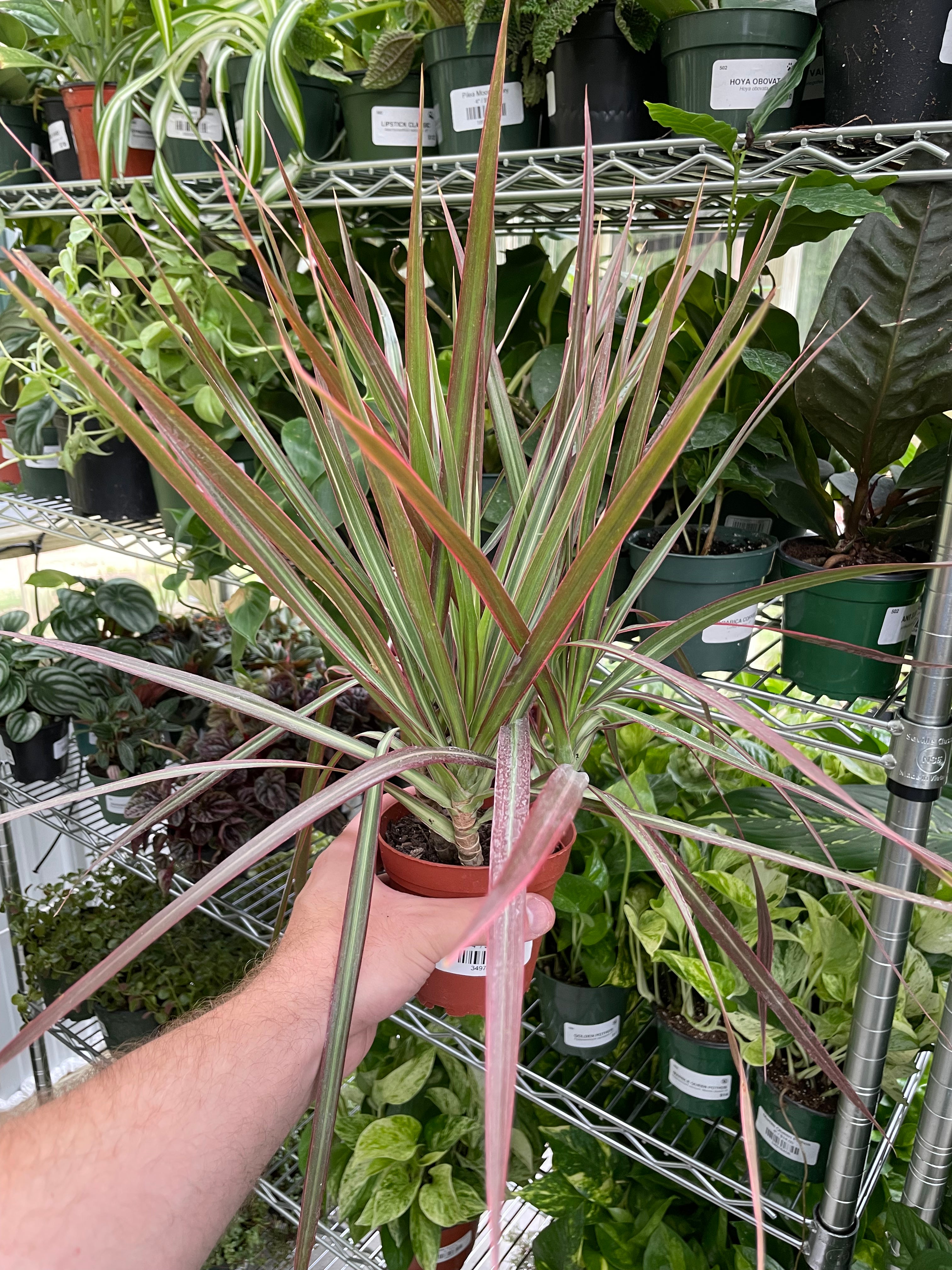 Dracaena Colorama