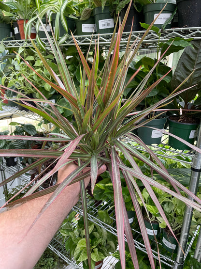 Dracaena Colorama