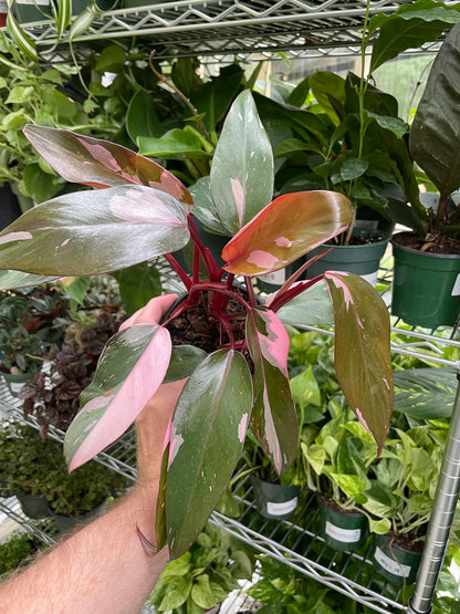 Philodendron Pink Princess