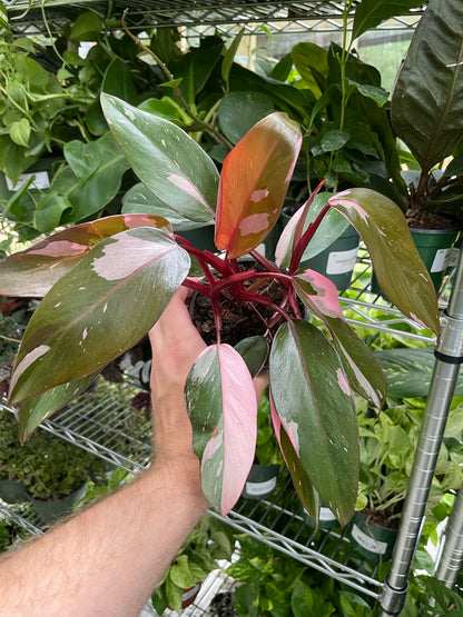 Philodendron Pink Princess