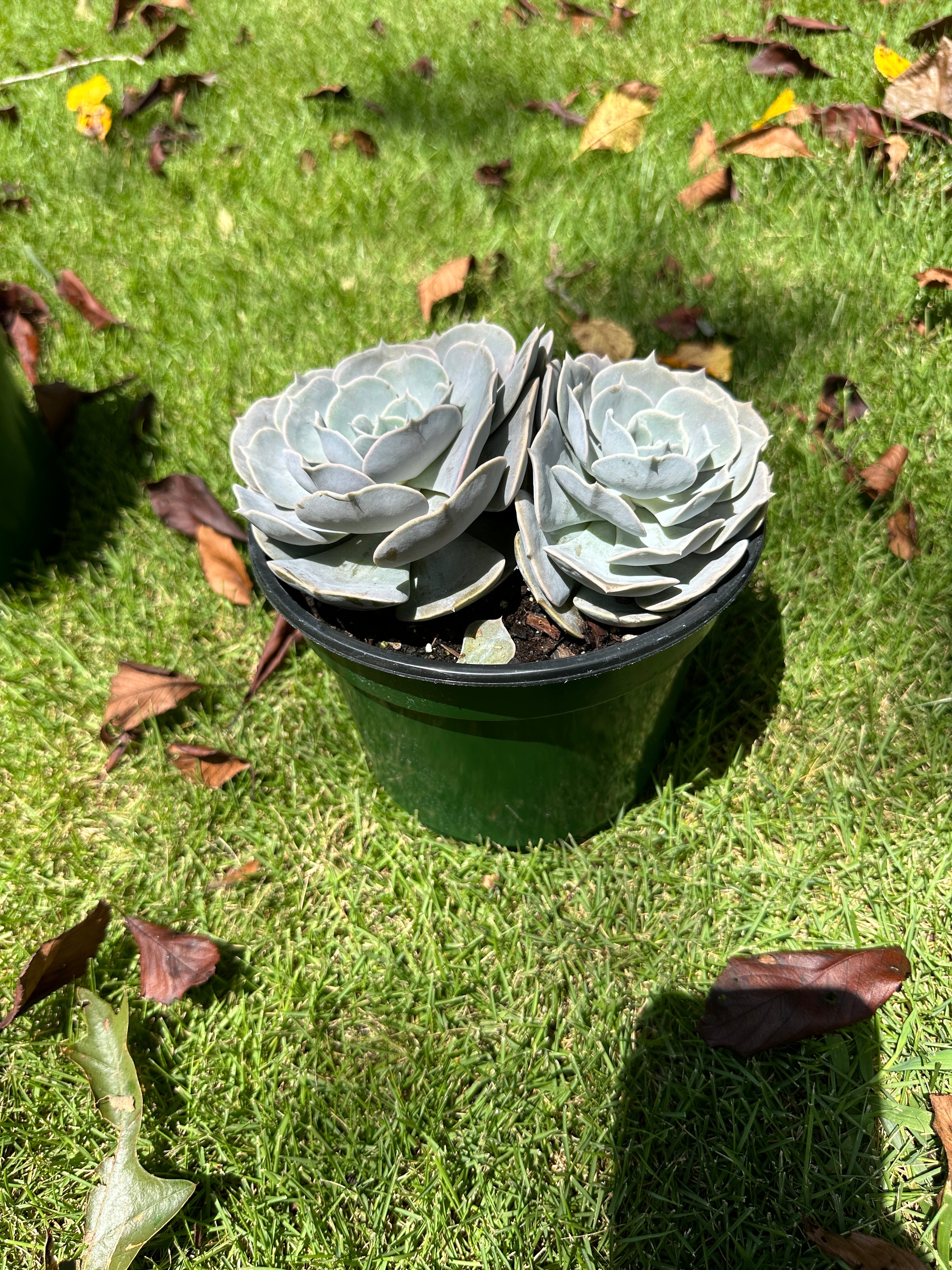 Assorted Large Succulents