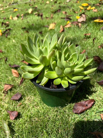 Assorted Large Succulents