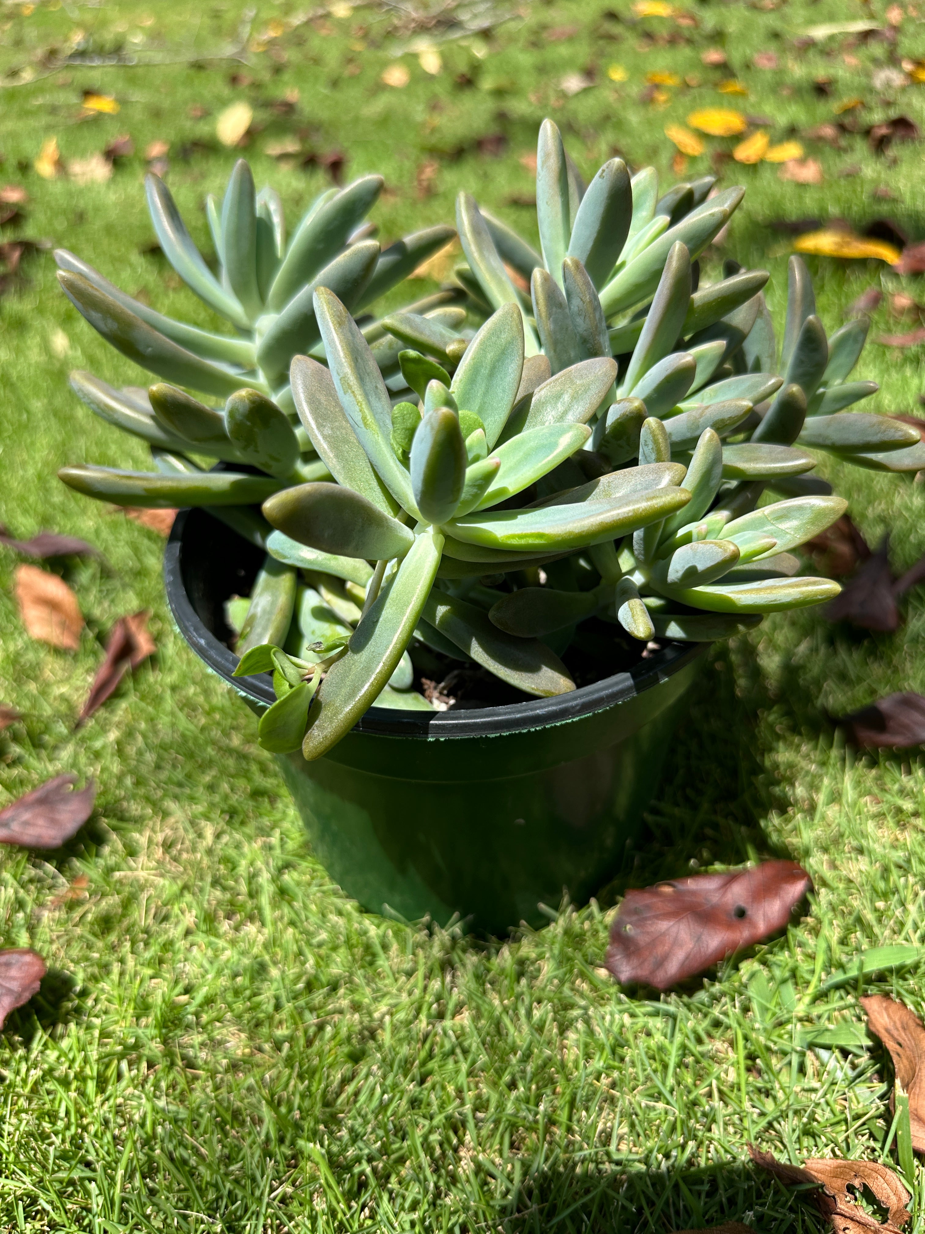 Assorted Large Succulents