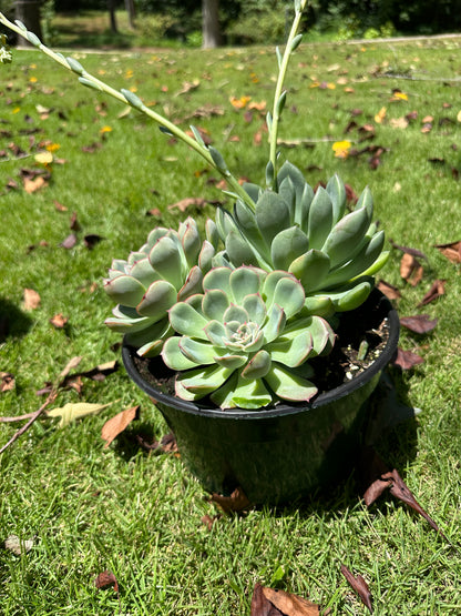 Assorted Large Succulents