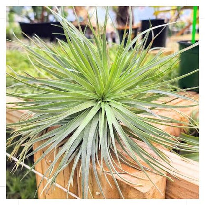 Cotton Candy Hybrid Air Plant