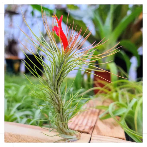 Funckiana Air Plant