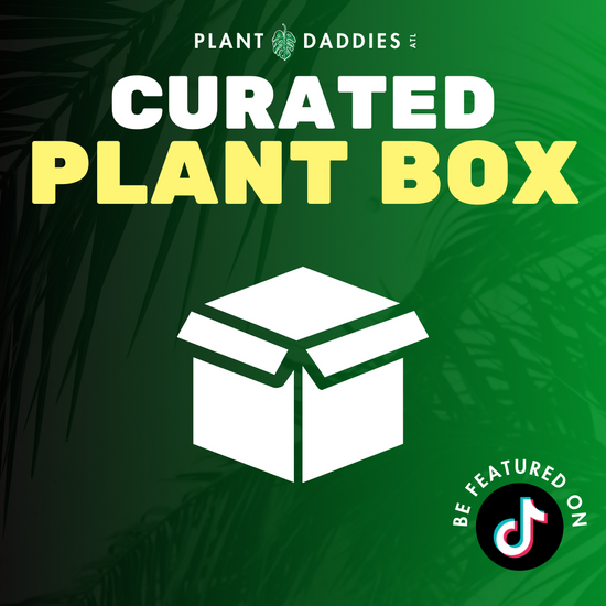 Curated Plant Box
