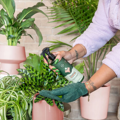 Lush Leaf Bundle for Houseplants