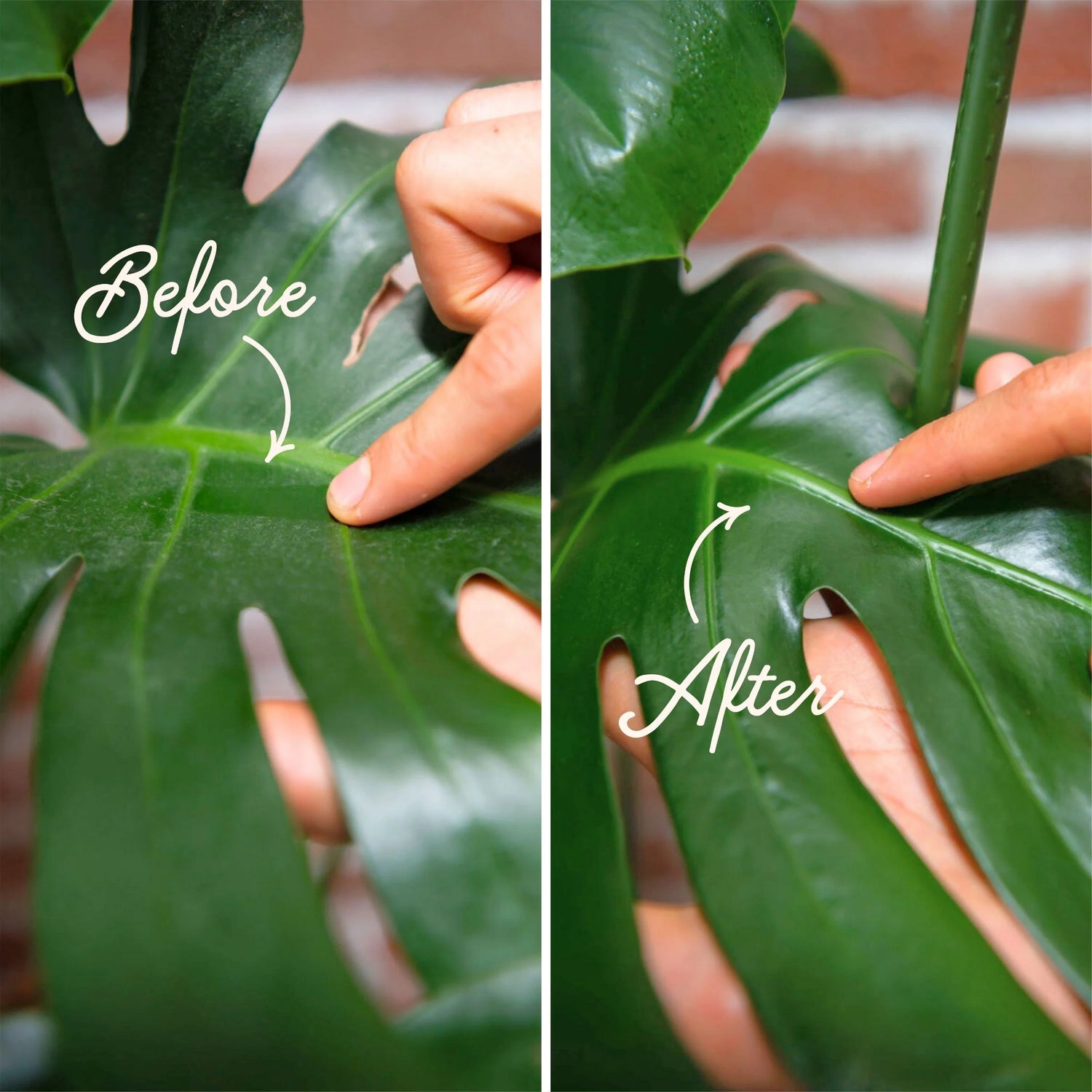 Lush Leaf Bundle for Houseplants