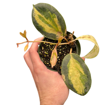 Hoya Moonshadow