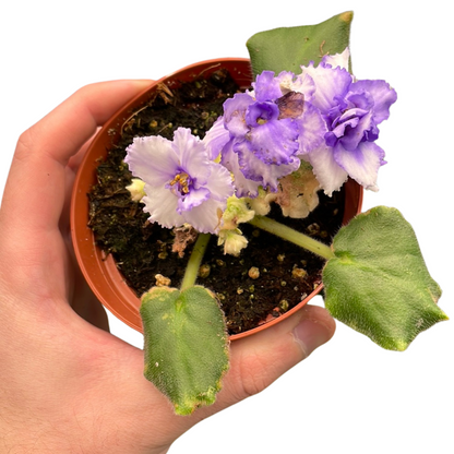 African Violet Harmony&