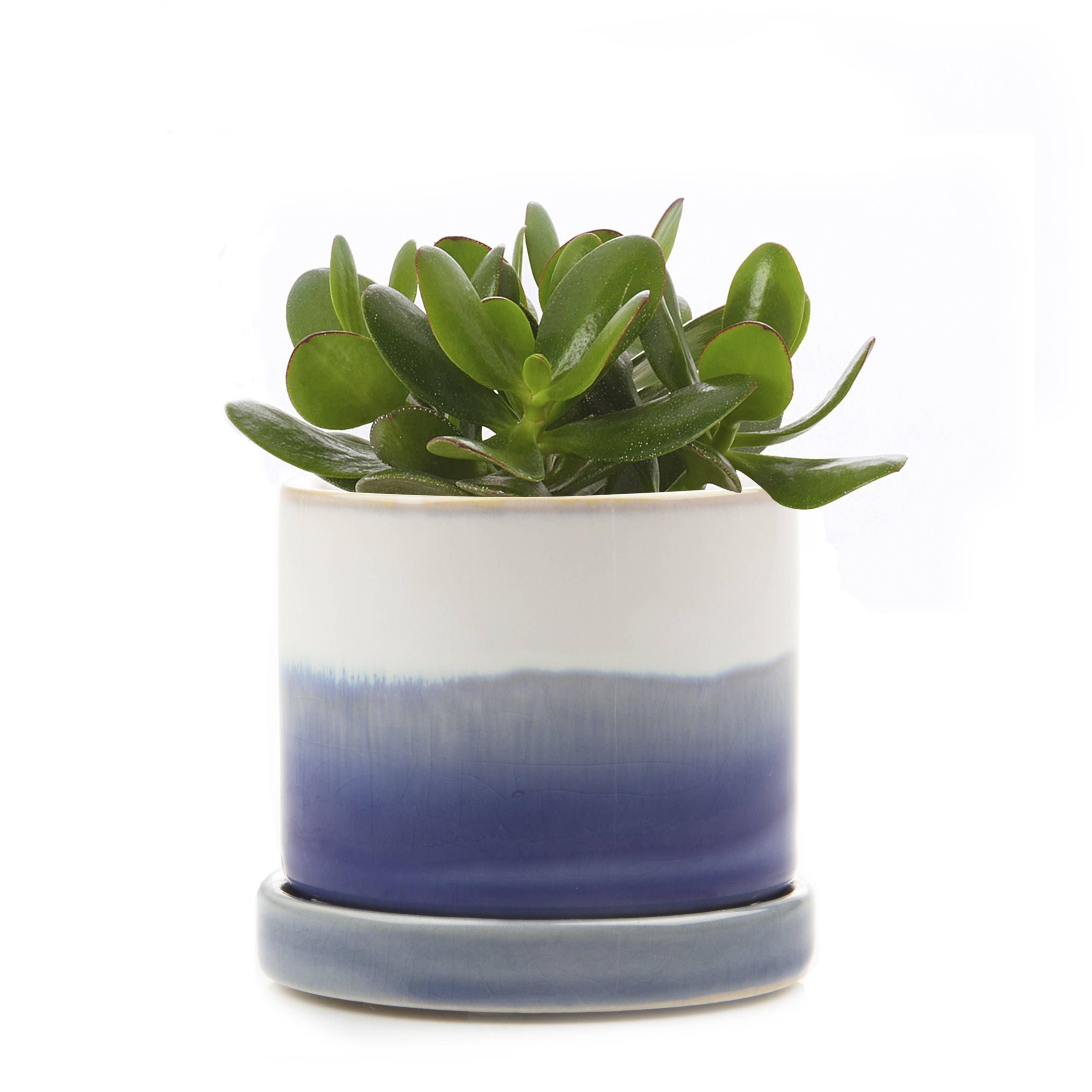 Minute Ceramic Plant Pots Indoor