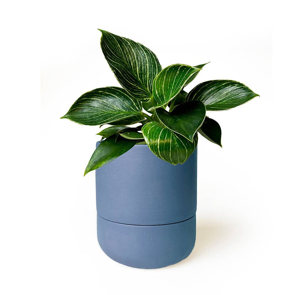 Ryan Self-Watering Plant Pot