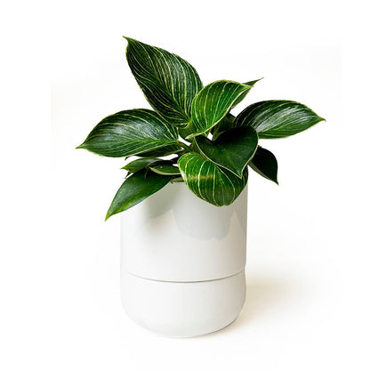 Ryan Self-Watering Plant Pot