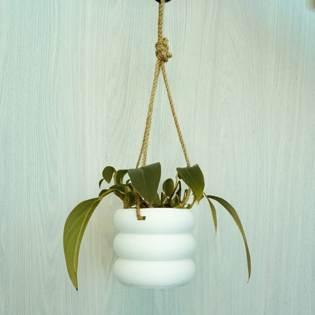 Hanging Bubble Plant Pot