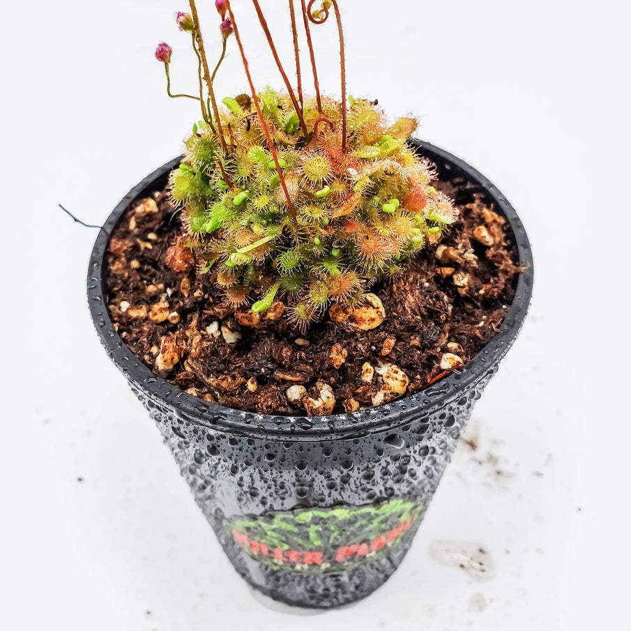 Drosera Sundew