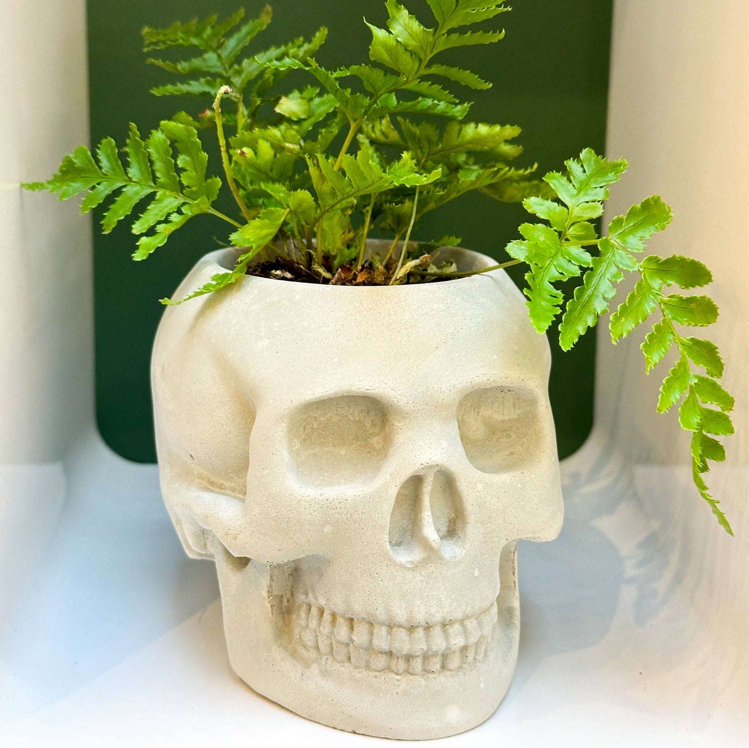 Skull Concrete Planter